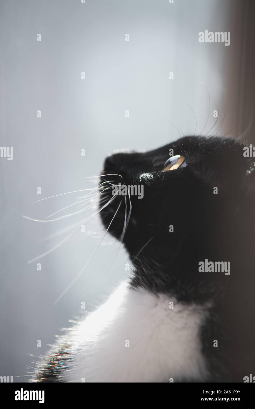 Tuxedo gattino in una finestra Foto Stock