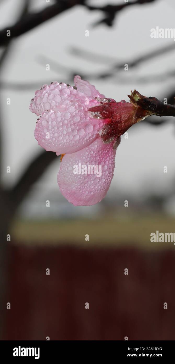 Peach blossom con rugiada di mattina su petali Foto Stock