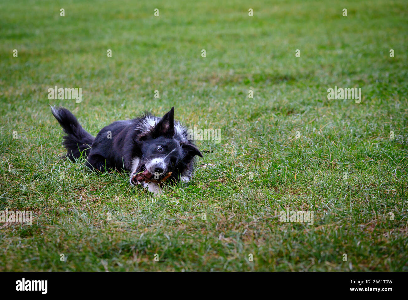 Border Collie cane nel campo in esecuzione e felice con bastone nella sua bocca e saltando attraverso l'erba Foto Stock