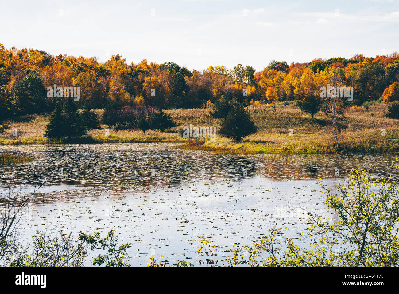 Bellissimo lago di Minnesota in caduta, con alberi, Lily Pad, E ance su una soleggiata giornata autunnale. Preso in marina su ST CROIX MN Foto Stock