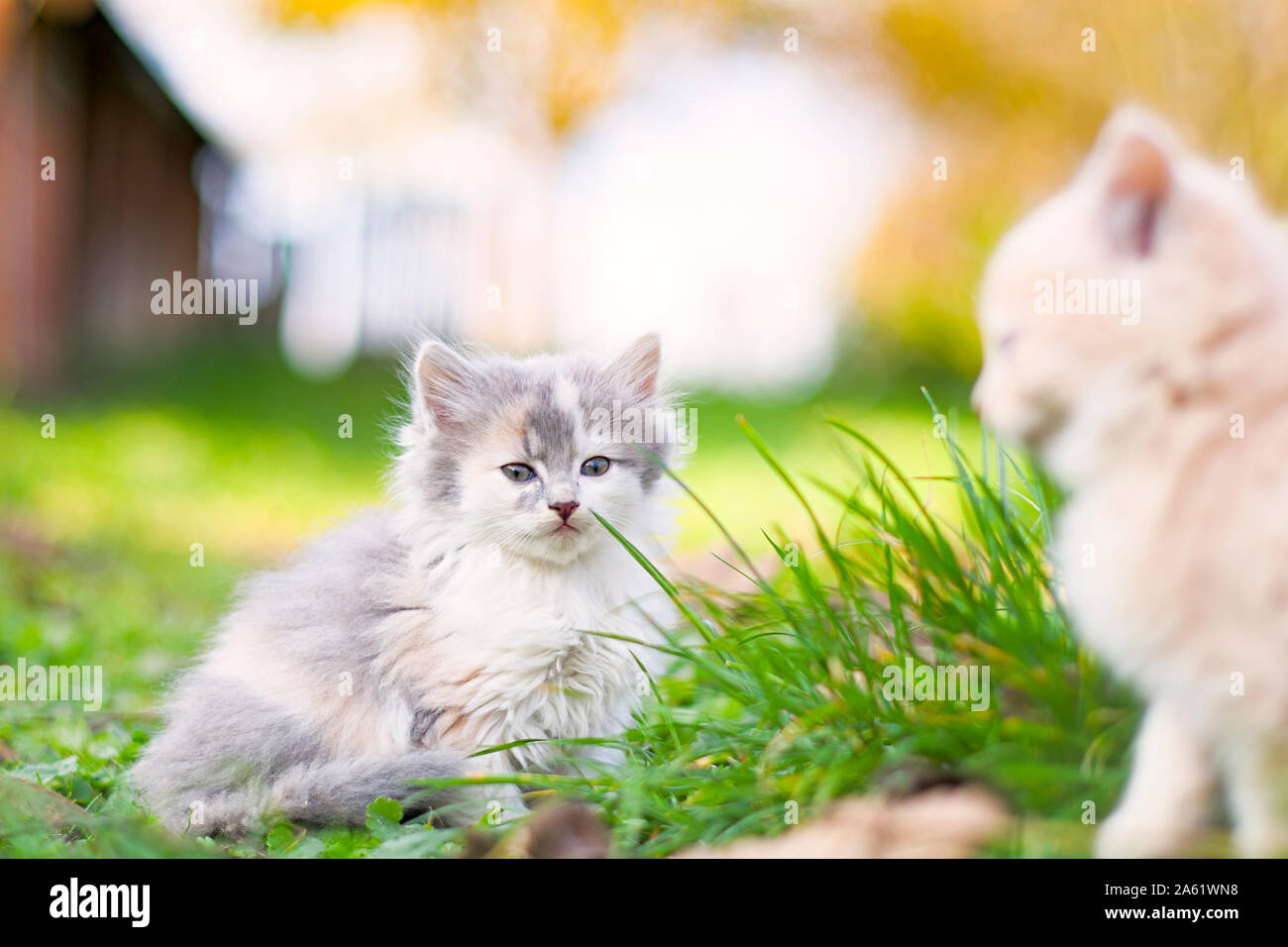 Il gatto domestico per una passeggiata. Gatto e l'autunno. Foto Stock