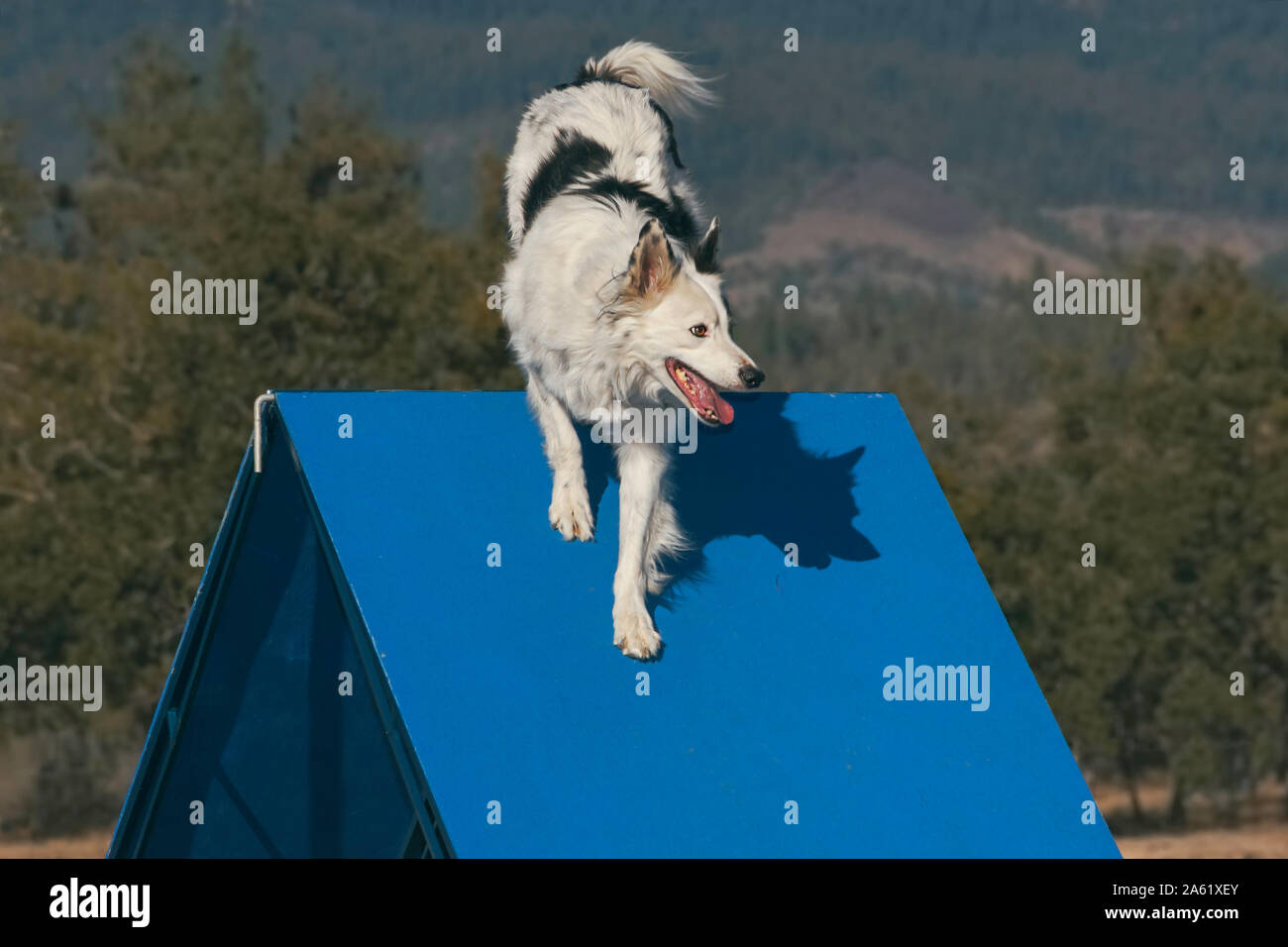 Bella quasi bianchi Border Collie cane di raggiungere la parte superiore dell'agilità di una parete del telaio con sfocato montagne e foreste in background Foto Stock