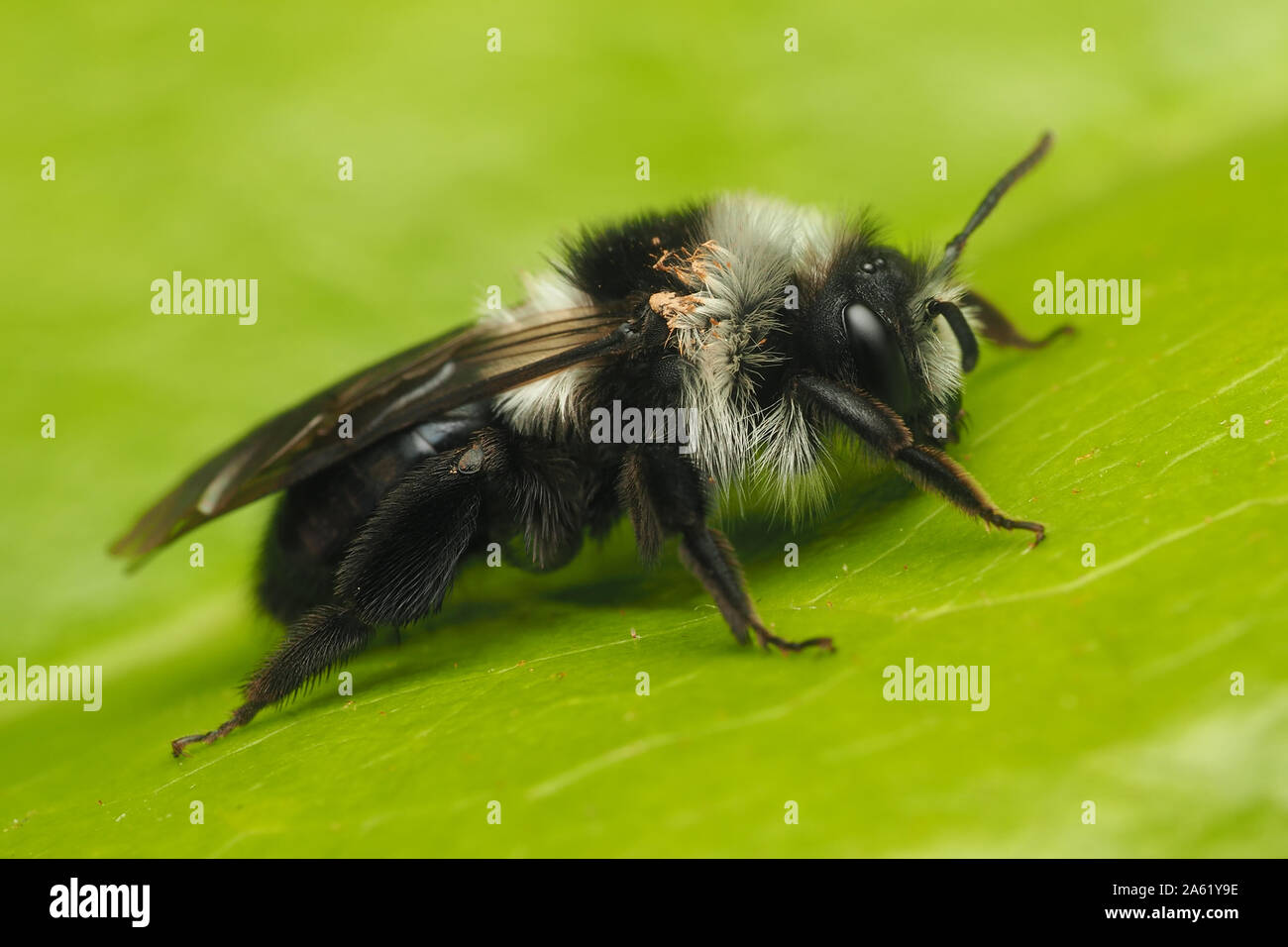 Ashy mining bee (Andrena cineraria) appoggiato sulla foglia di rododendro. Tipperary, Irlanda Foto Stock