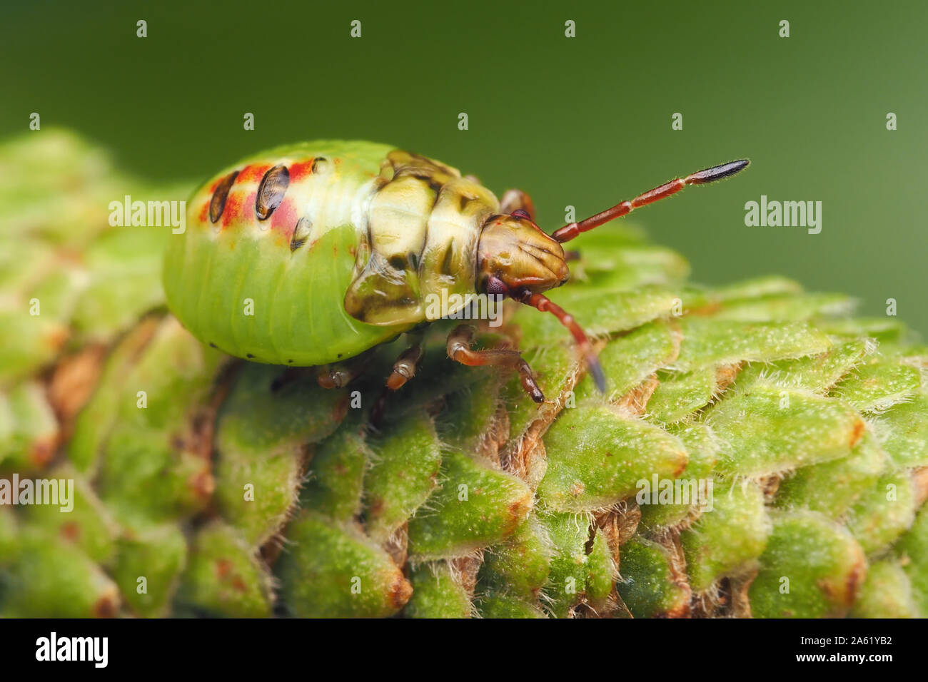 La Betulla Shieldbug nymph (Elasmostethus interstinctus) poggiante su amento di betulla. Tipperary, Irlanda Foto Stock
