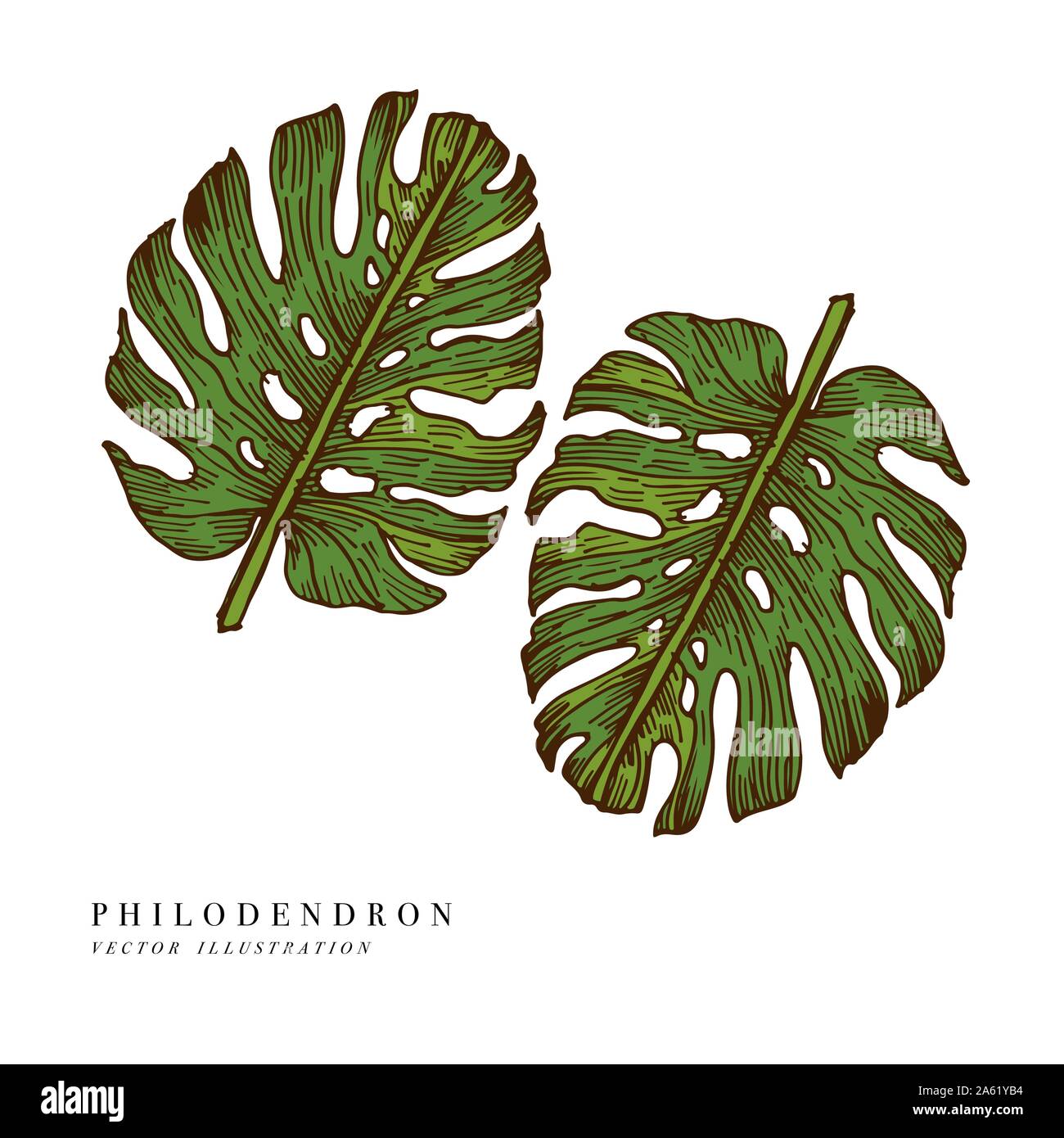 Foglie tropicali - Philodendron. Disegnata a mano sullo sfondo. Illustrazione Vettoriale. Inciso foglia nella giungla isolata su sfondo bianco Illustrazione Vettoriale