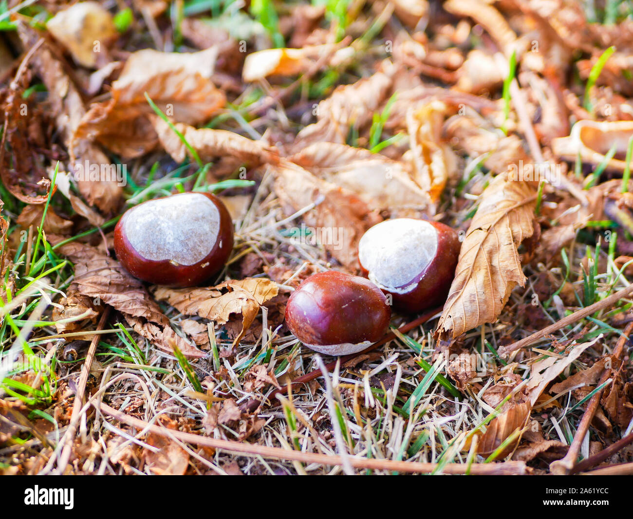 Le castagne sul fogliame di close-up. autunno composizione con le castagne fresche e caduta delle foglie. Foto Stock