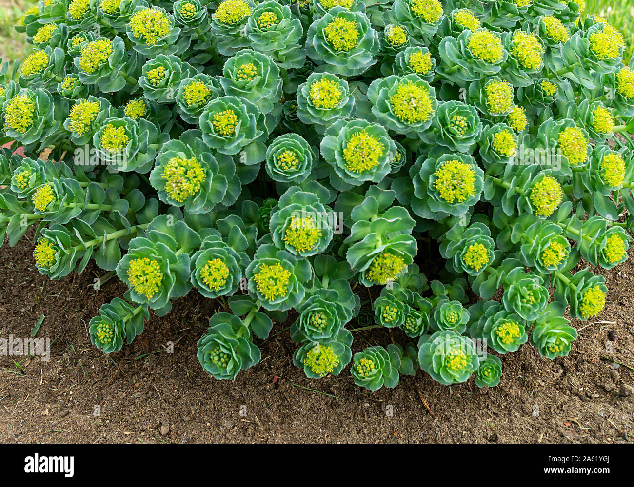 Rhodiola rosea blossom dalla primavera al giorno solare.bellissimo sfondo verde Foto Stock