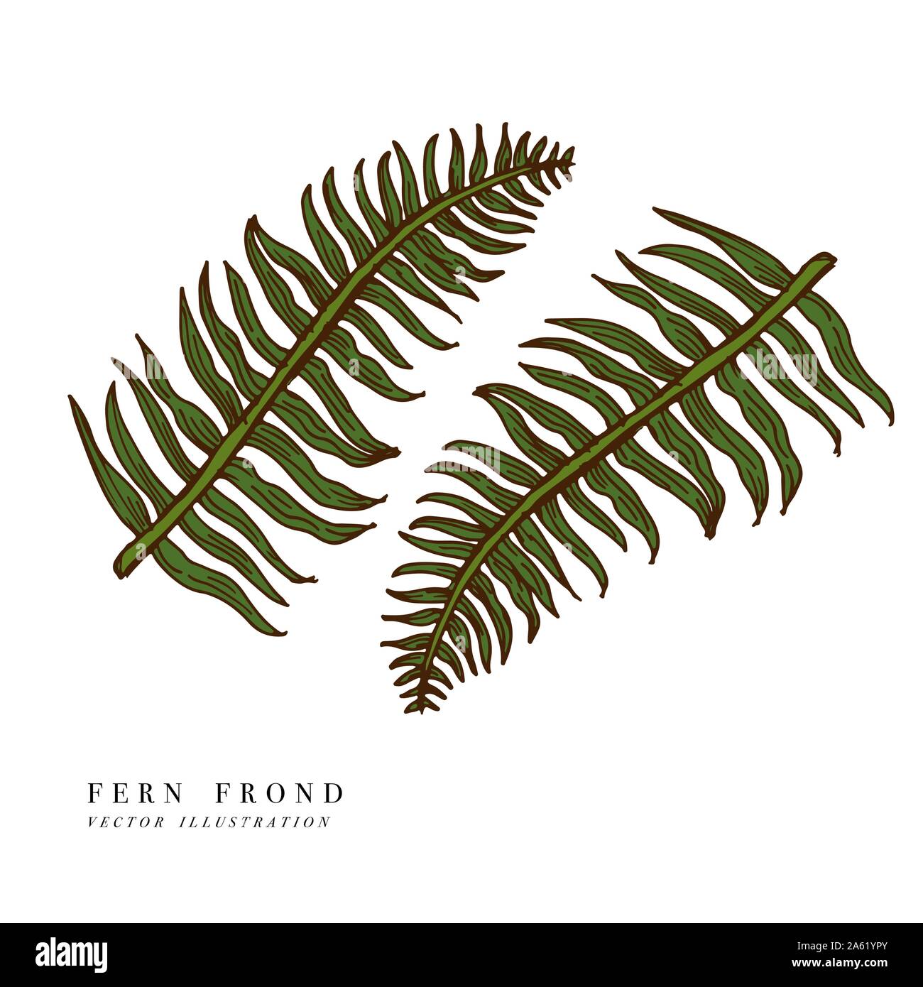 Foglie tropicali - fern frond. Disegnata a mano sullo sfondo. Illustrazione Vettoriale. Inciso foglia nella giungla isolata su sfondo bianco Illustrazione Vettoriale