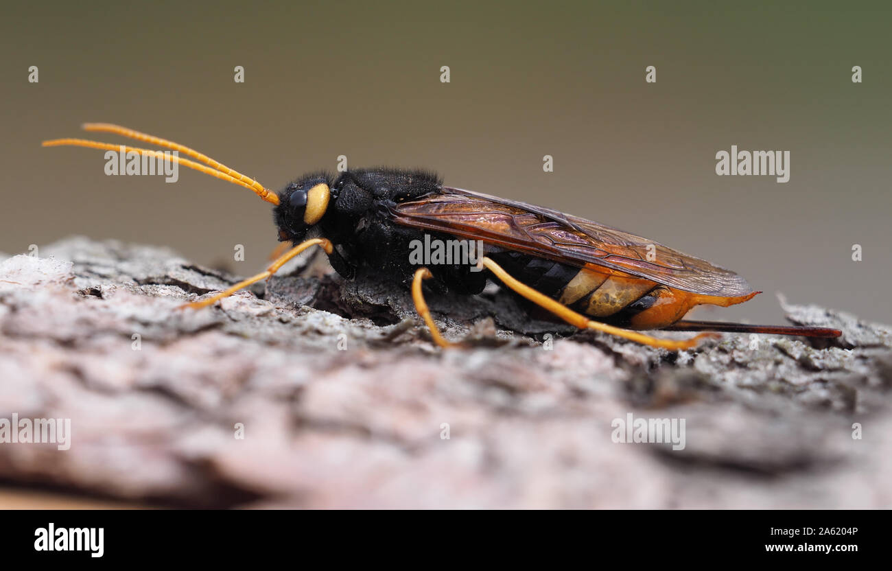 Femmina Urocerus gigas sawfly in appoggio sul legname log. Tipperary, Irlanda Foto Stock