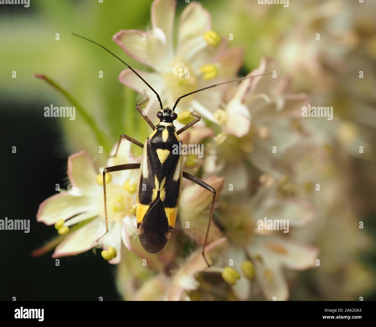 Grypocoris stysi mirid bug appollaiato sul fiore. Tipperary, Irlanda Foto Stock
