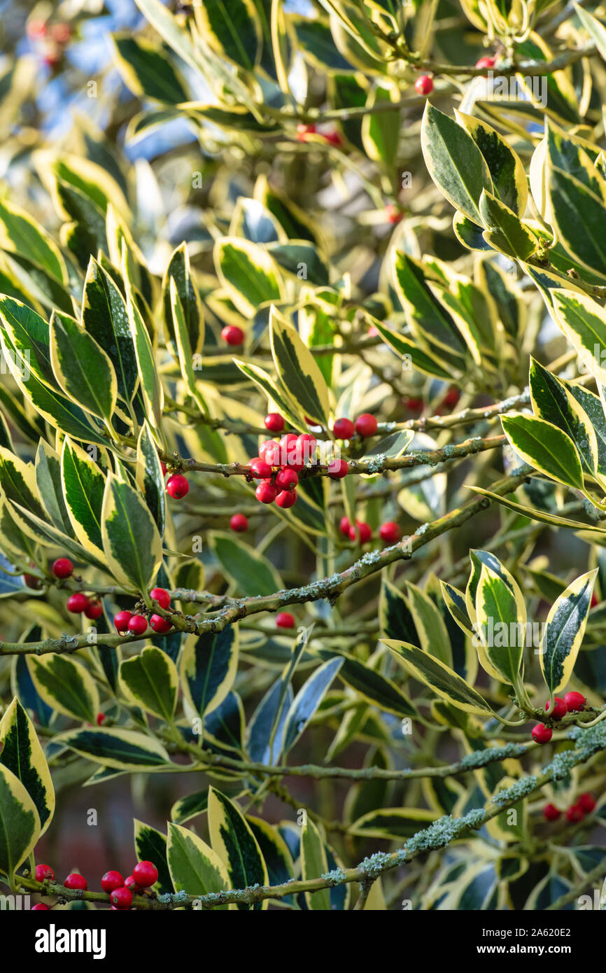 Ilex × altaclerensis 'Belgica Aurea'. Holly 'Belgica Aurea' fogliame in autunno Foto Stock