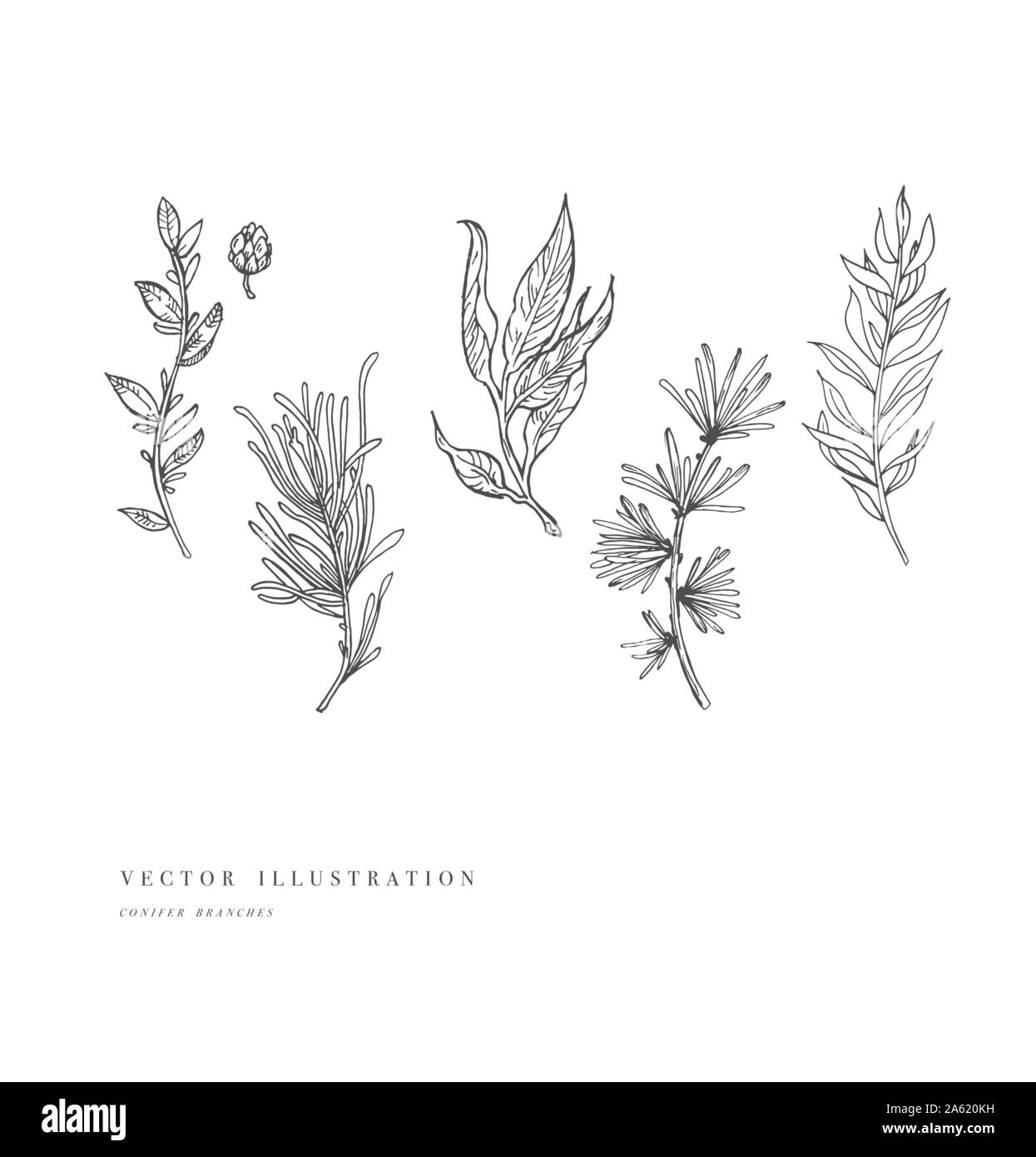 Disegnato a mano e impianto di raccolta aghi. Vintage incisi conifere set. Illustrazione Vettoriale Illustrazione Vettoriale