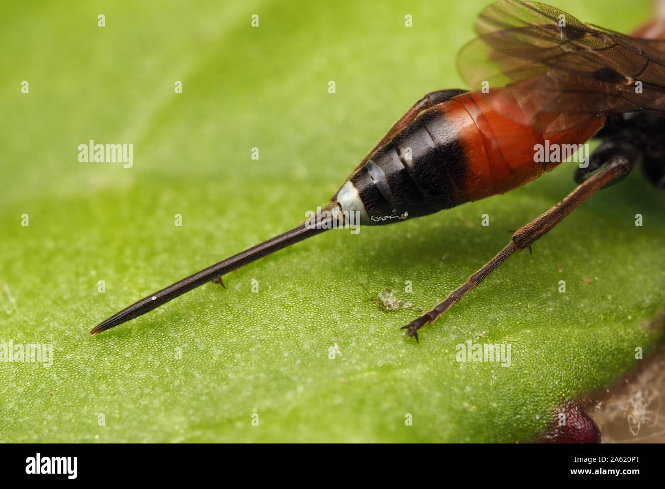 La foto mostra il ovipositor di una femmina direttore Aritranis Ichneumon Wasp. Tipperary, Irlanda Foto Stock