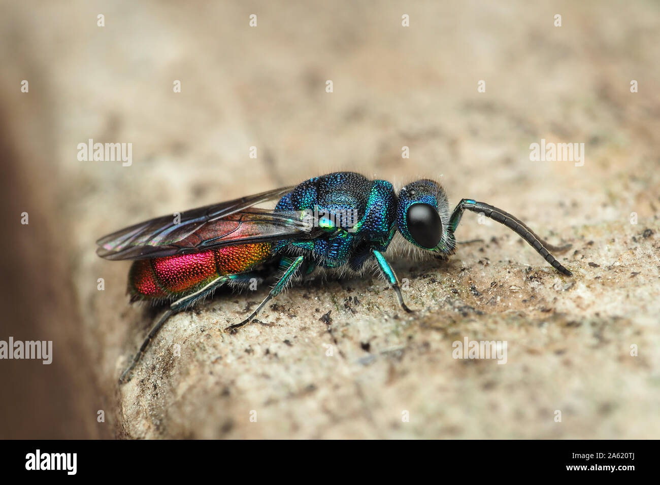 Ruby-tailed Wasp in appoggio sulla trave di legno. Tipperary, Irlanda Foto Stock