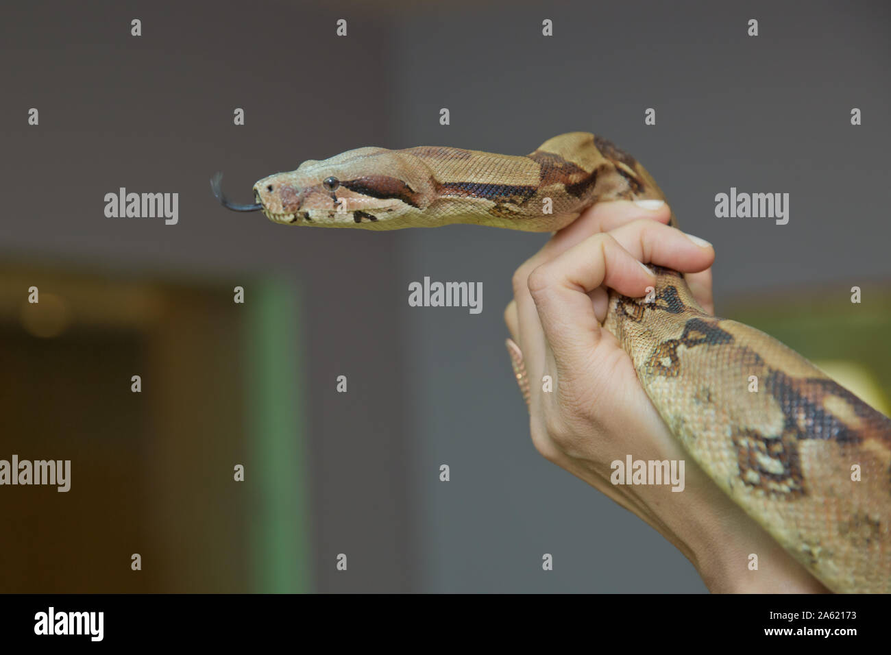 L'uomo detiene il serpente boa nelle sue mani. Mestiere pericoloso . Grande Bacino Gopher Snake Pituophis catenifer deserticola con la sua lingua appendere fuori del Foto Stock