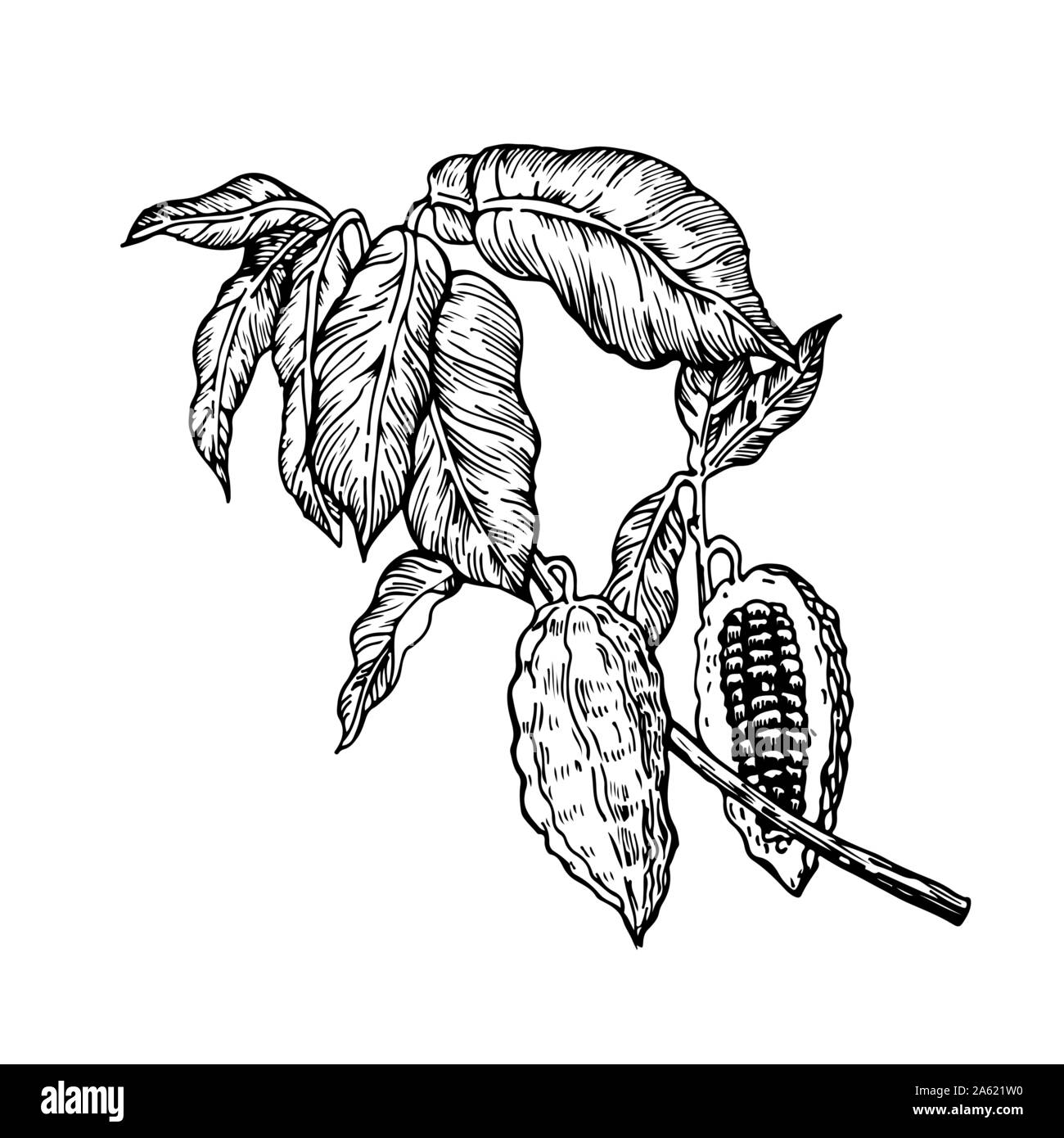 Le fave di cacao il ramo in bianco e nero illustrazione. Stile inciso illustrazione. Il cioccolato fave di cacao. Illustrazione di vettore isolato in uno sfondo bianco Illustrazione Vettoriale