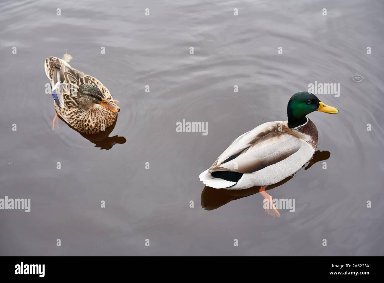 Anatre sul fiume Liffey, Dublino, Irlanda. Foto Stock