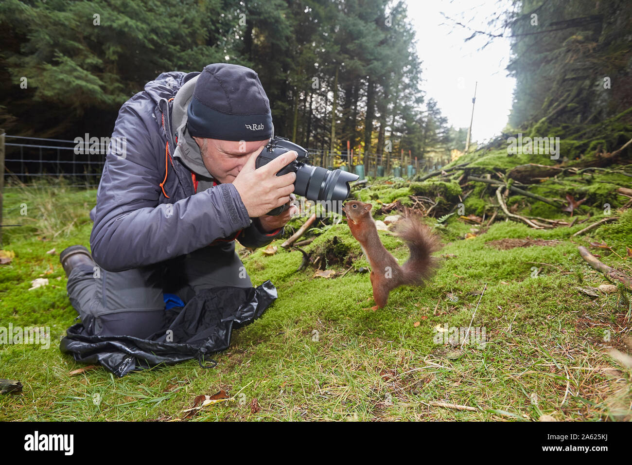 Fotografo a scattare foto di uno scoiattolo rosso Sciurus vulgaris, che è in posa davanti alla telecamera, Hawes, Yorkshire Dales Nati Foto Stock