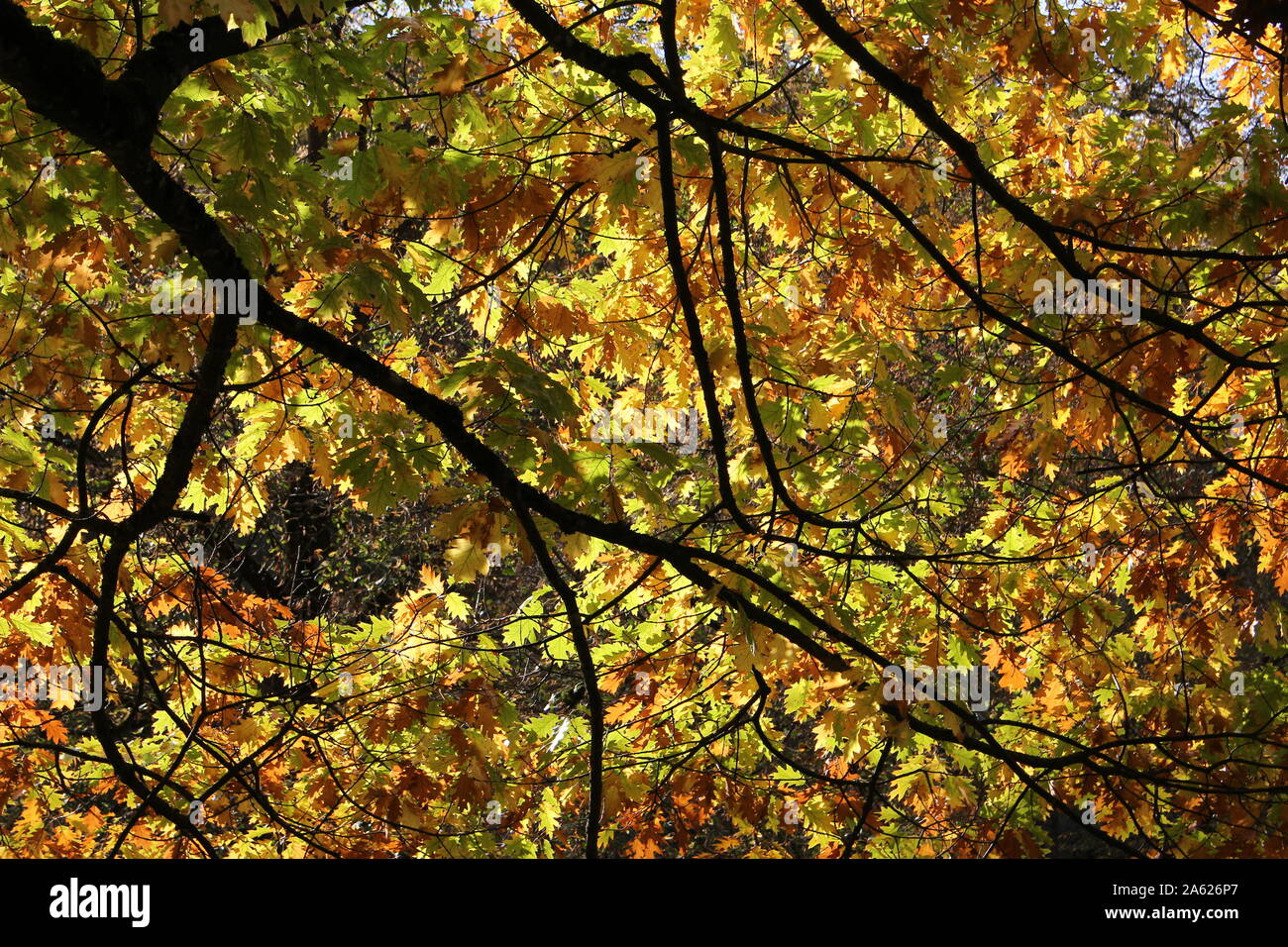 Albero di quercia rami con foglie di autunno in controluce Foto Stock