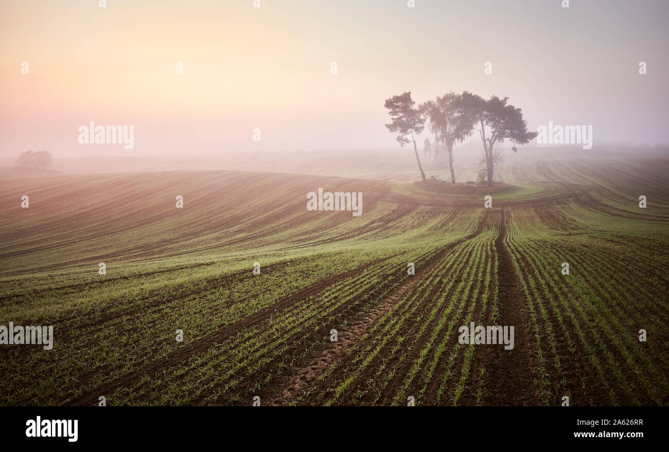 Scenic misty sunrise su un campo. Foto Stock