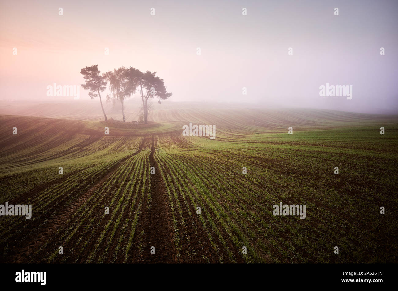 Scenic misty sunrise su un campo. Foto Stock