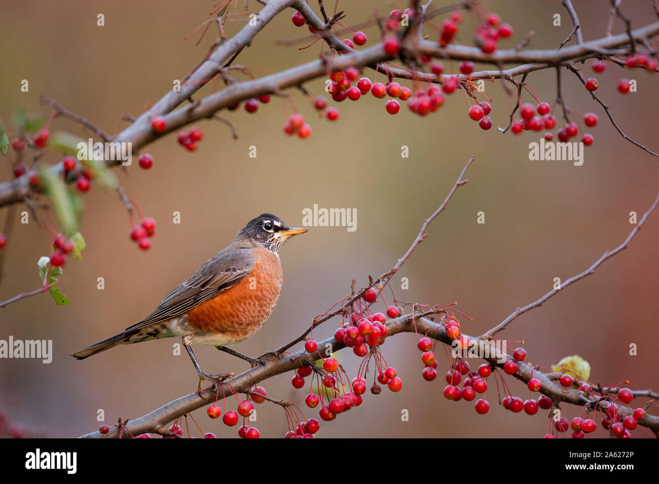 Un Americano Robin appollaiato su un ramo con un sacco di luminoso di bacche rosse con un fondo liscio. Foto Stock