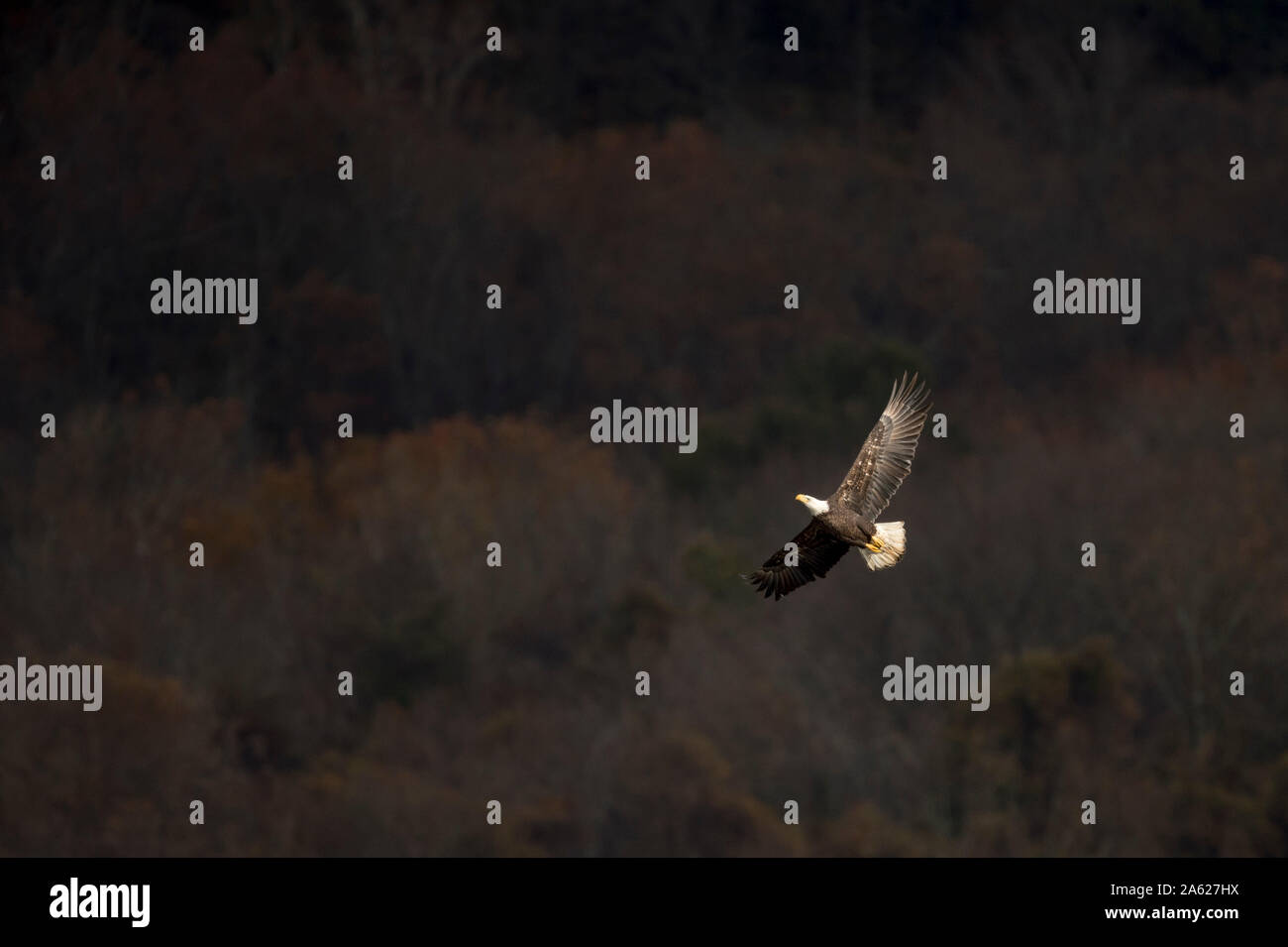 Un adulto aquila calva Vola di fronte alberi scuro come il sole splende sulle ali di uccelli. Foto Stock