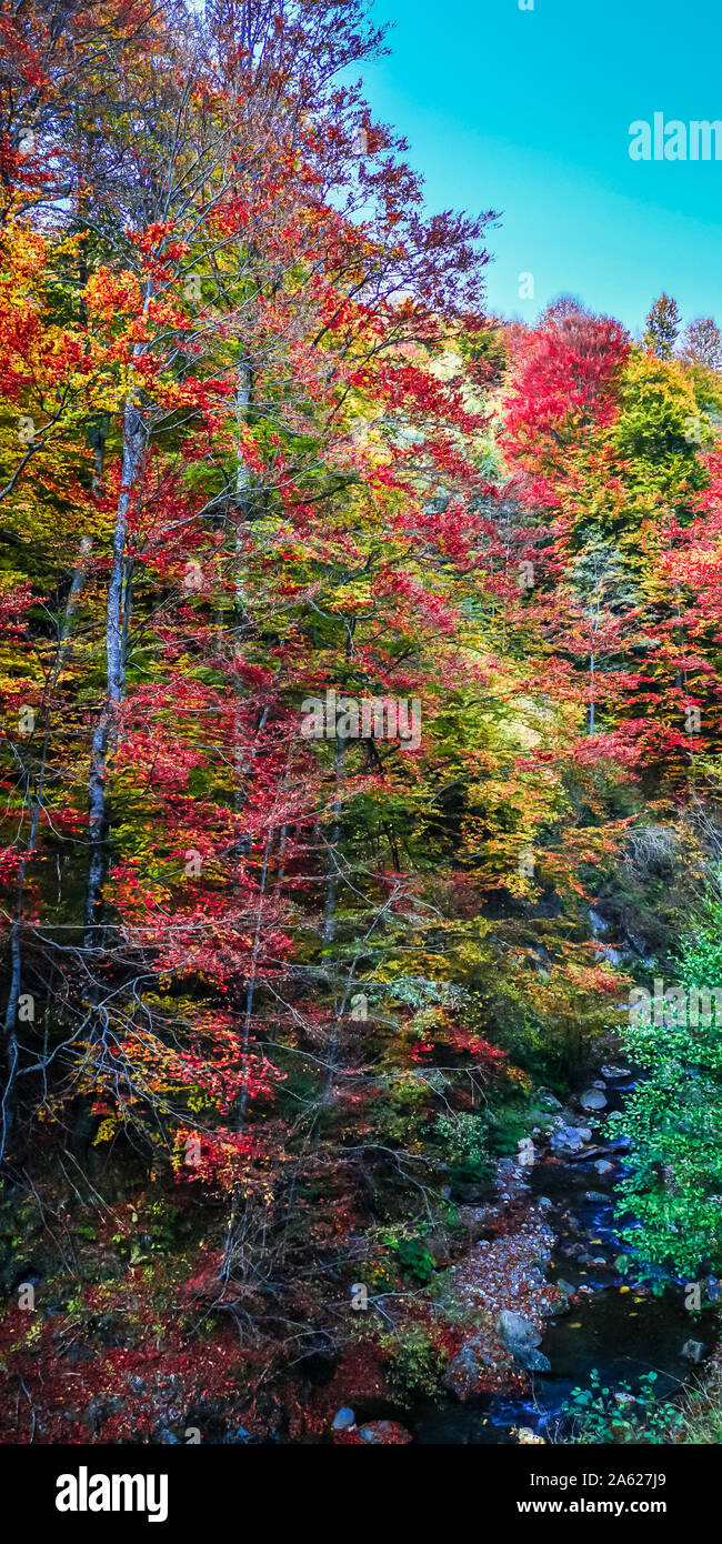 Autunno In Buila Vanturarita Carpazi Romania Vivid I Colori Dell Autunno In Foresta Scenario Della Natura Con La Luce Del Sole Attraverso I Rami Di Alberi Co Foto Stock Alamy