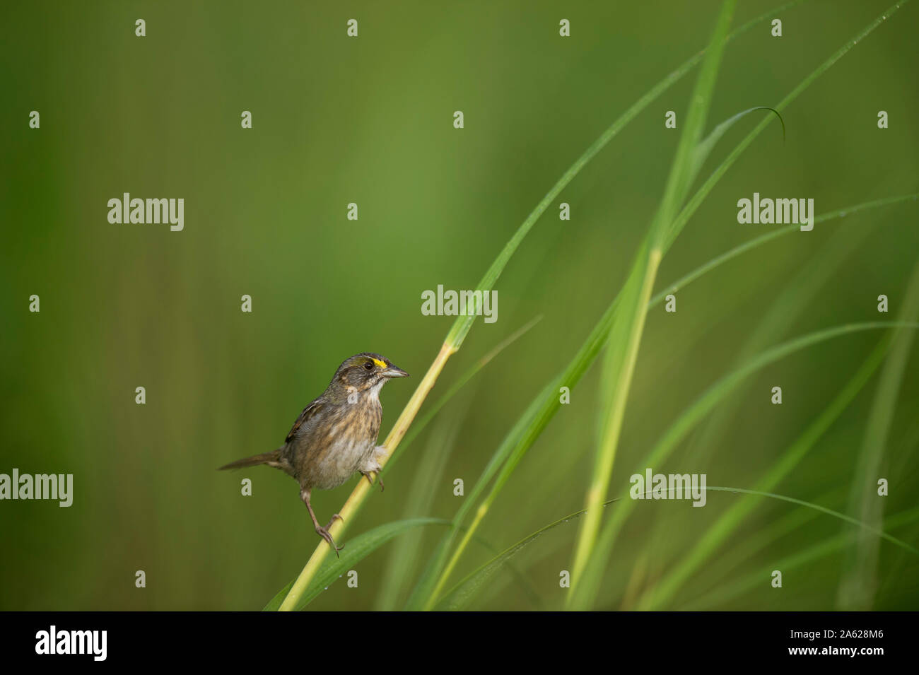 Cercando una bella Seaside Sparrow appollaiato in in luminoso verde erba di palude in morbide luce del sole di mattina. Foto Stock