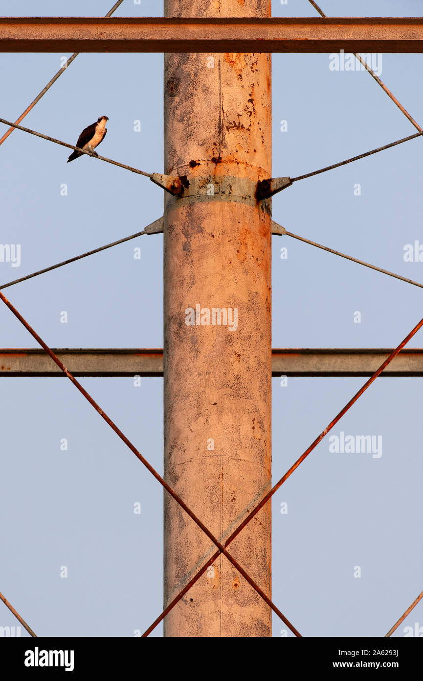 Osprey appollaiato sul filo metallico di un arrugginito vecchia torre nella tarda sera di luce solare con un cielo blu. Foto Stock