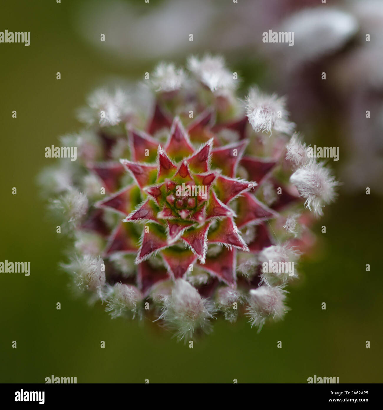 Fynbos macro di fiori Foto Stock