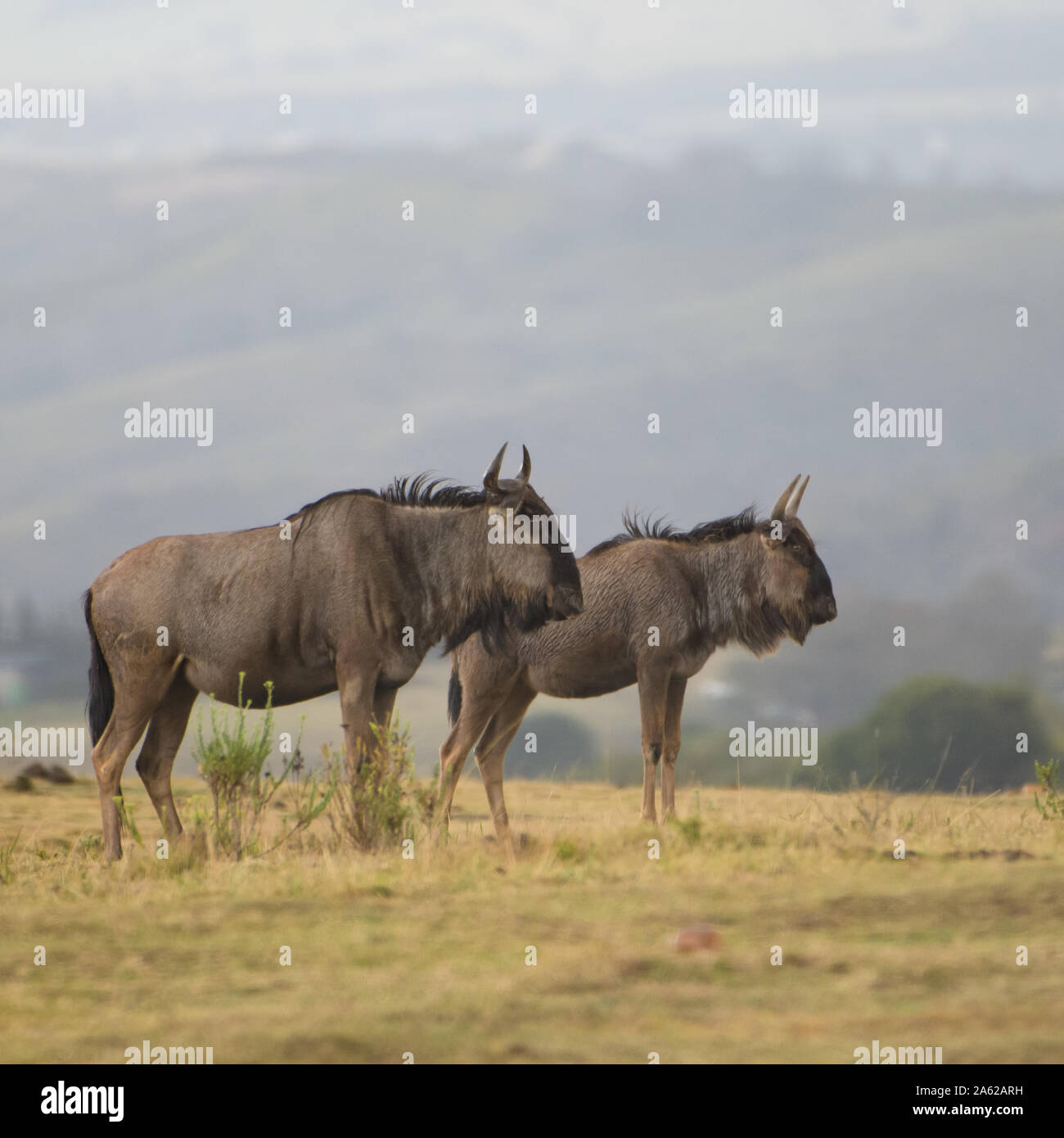 Il blue GNU (Connochaetes taurinus) Foto Stock