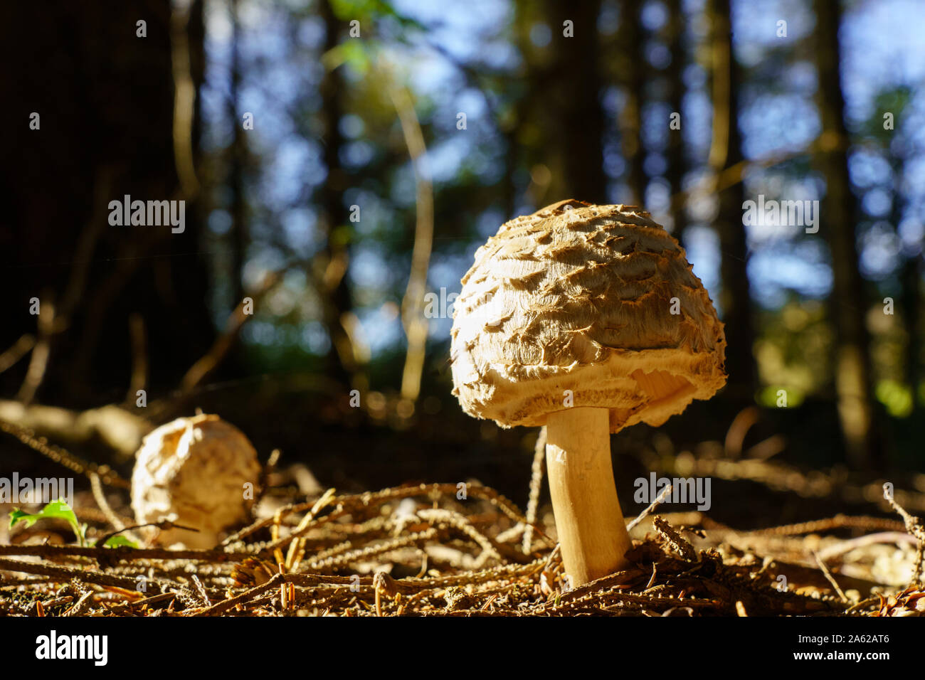 Shaggy Parasol Mushroom incandescente in autunno sunshine. Foto Stock