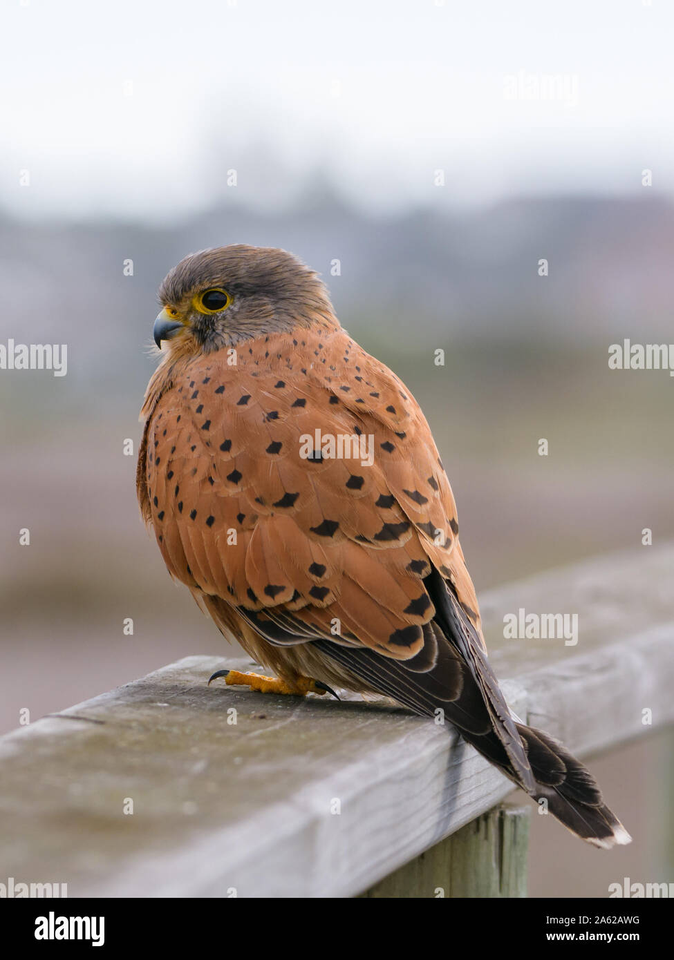 La roccia gheppio (Falco rupicolus) Foto Stock