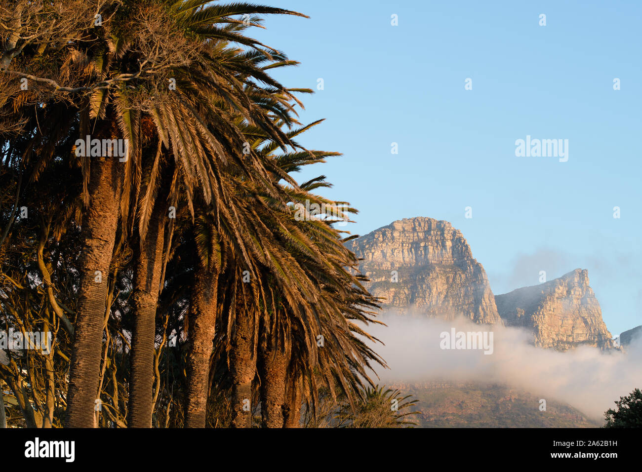 Alberi di Palma con nuvoloso sullo sfondo di montagna Foto Stock