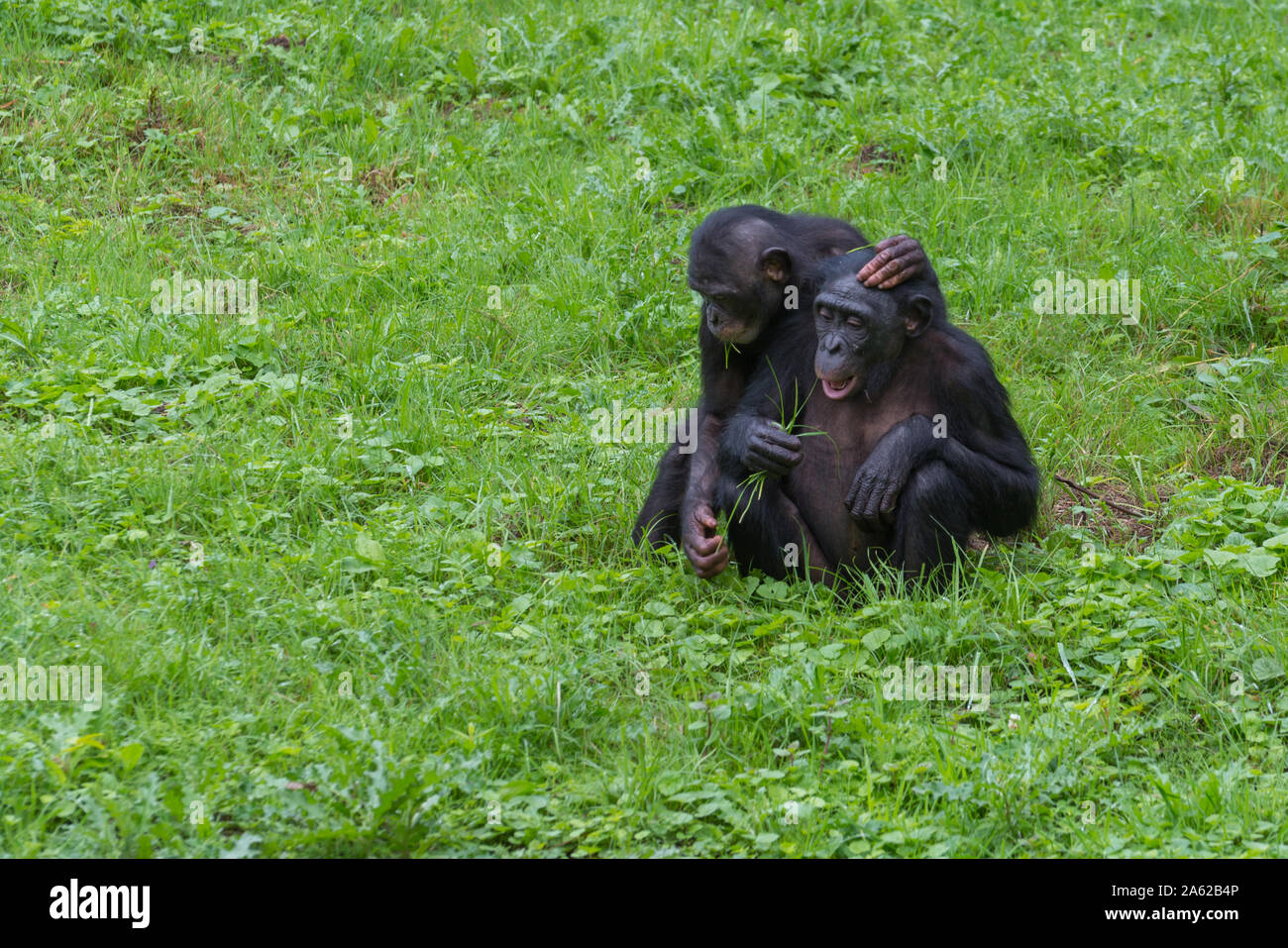 Due amici di gorilla facendo facce buffe Foto Stock
