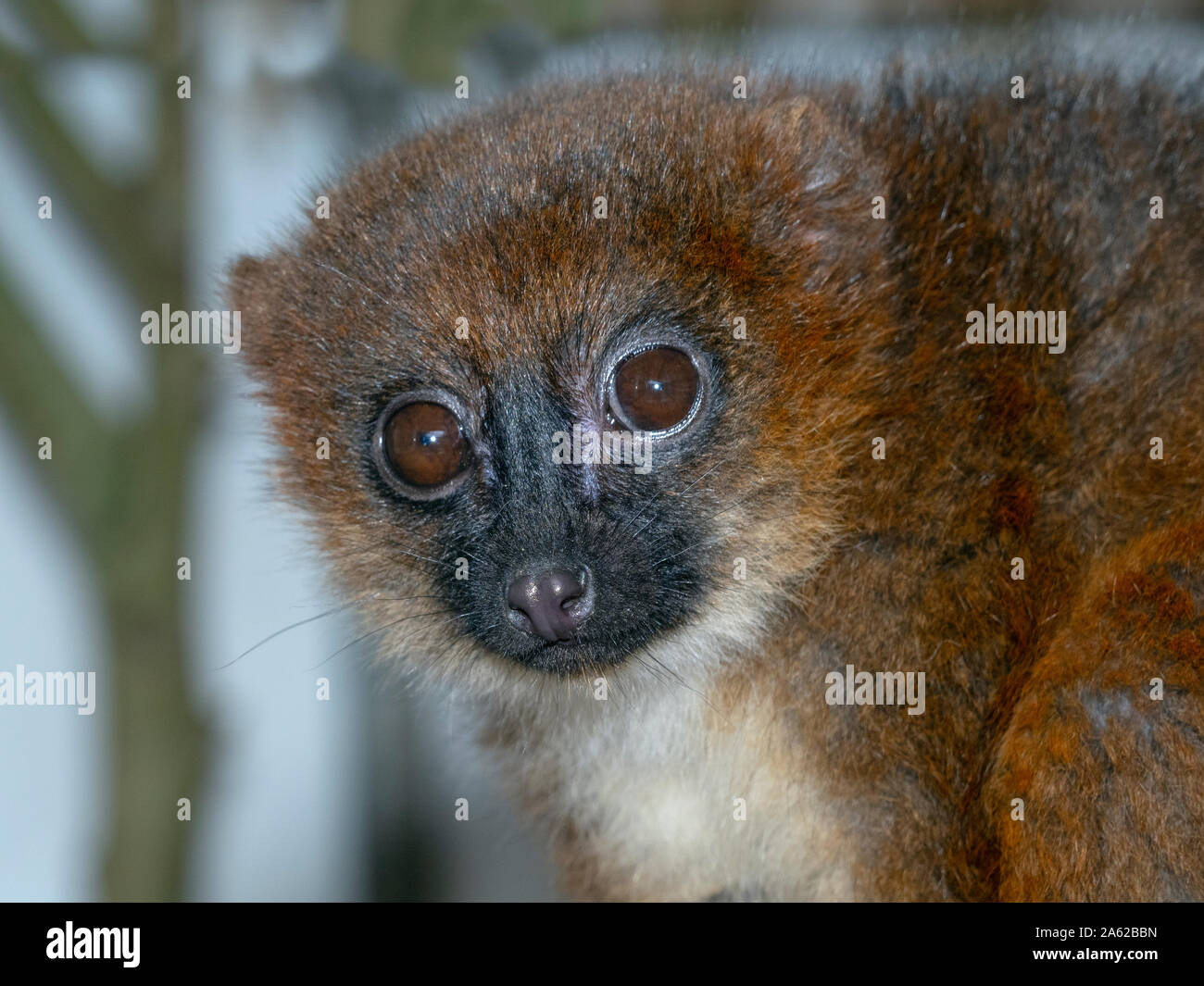 Eulemur rubriventer dal colore rosso Foto Stock