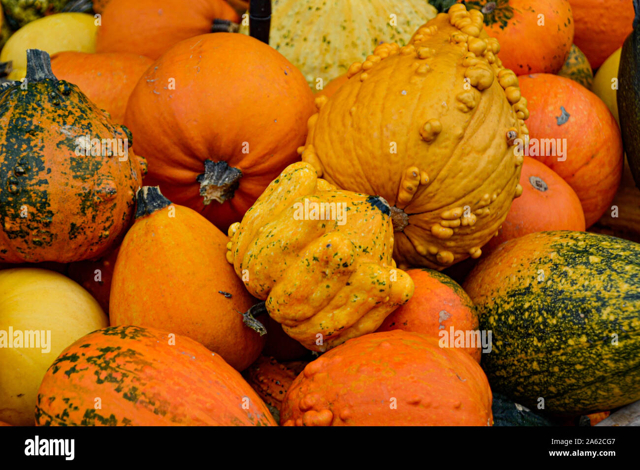 Kürbis Sammlung in verschiedenen Farben / Halloween Dekoration / Herbstdekoration / Herbstbilder / collezione di zucca in diversi colori / halloween Foto Stock