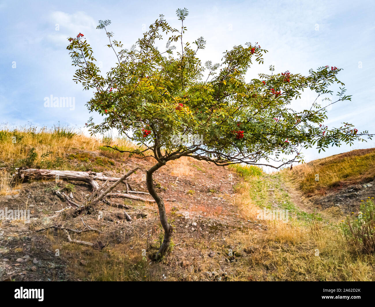 Mountain frassino, Sorbus aucuparia, sul pendio di una collina nel selvaggio. Foto Stock