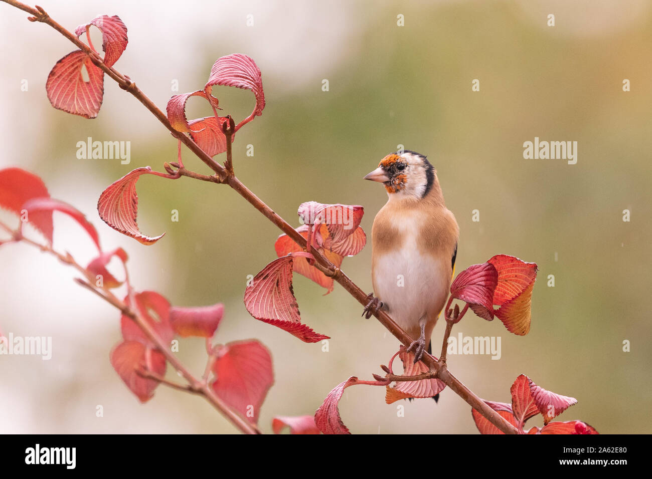 Cardellino - carduelis carduelis - appollaiate su viburnum succursale in autunno garden - REGNO UNITO Foto Stock