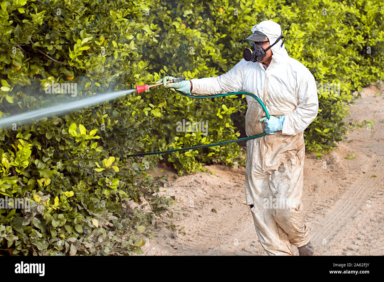 Weed insetticida fumigazione. Prodotti chimici industriali agricoltura. Pesticidi tossici, pesticidi sulla frutta limone in crescente piantagioni agricole, Spagna. Ma Foto Stock