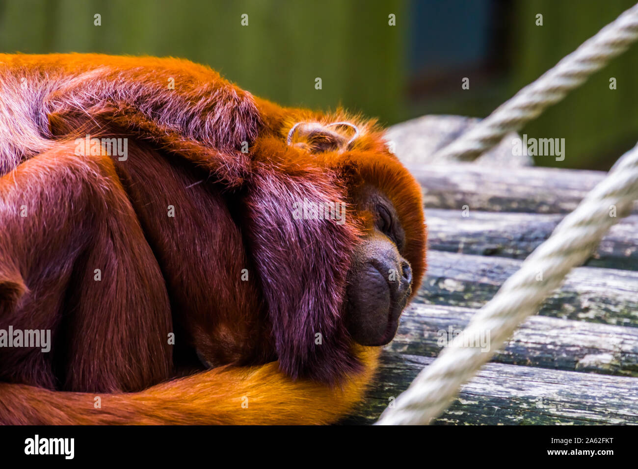 Primo piano di una ramata titi dormendo, rosso tropicale di scimmia, esotiche specie di primate dell'America del sud Foto Stock
