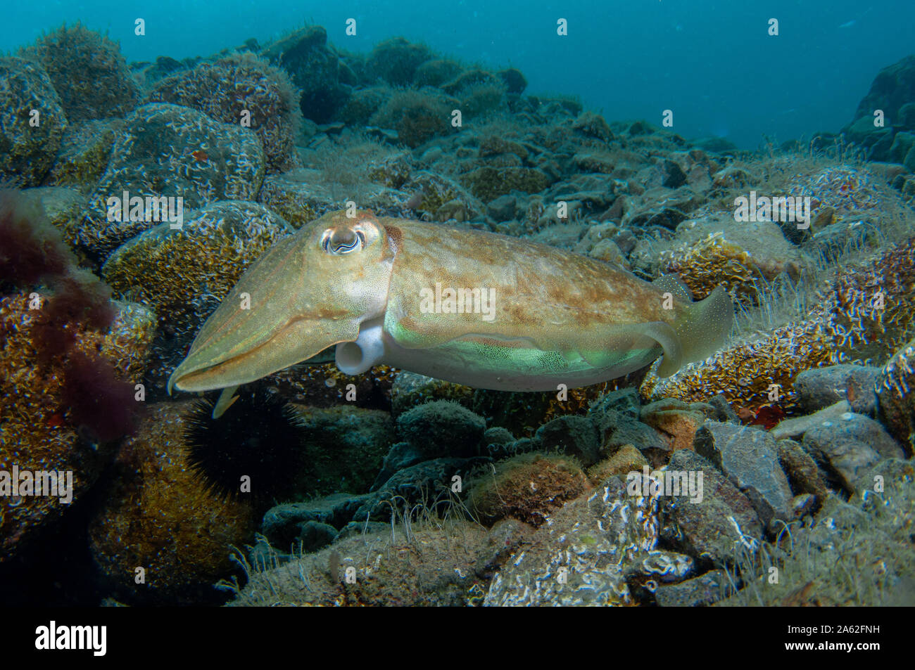 Due dei cefalopodi sono coniugate sotto il mare e nuotano cercando un den a riposo assicurato Foto Stock