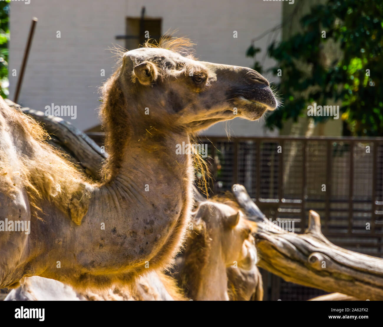 Primo piano del volto di un cammello, popolare animale usato per il trasporto Foto Stock