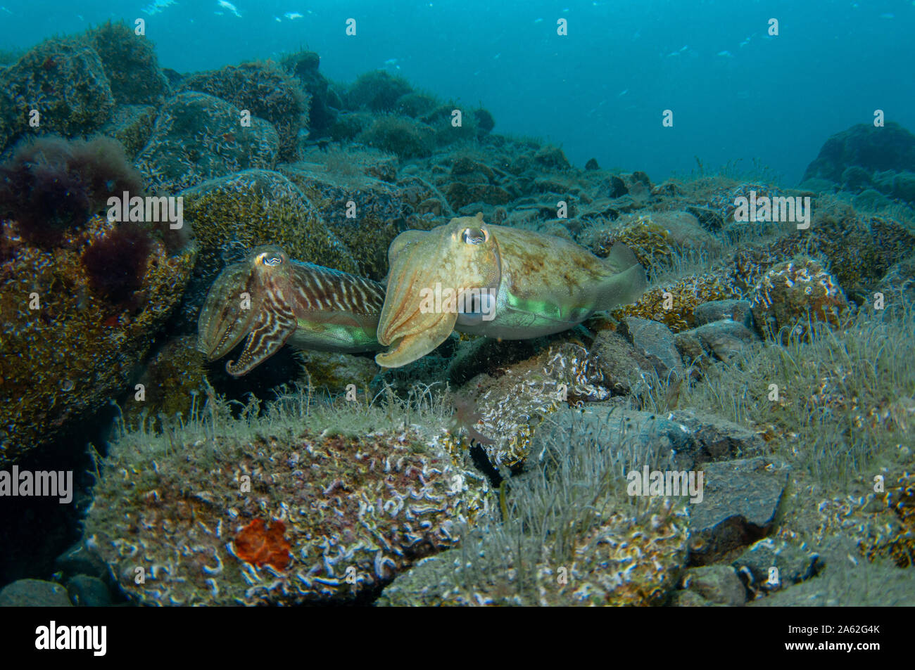 Due dei cefalopodi sono coniugate sotto il mare e nuotano cercando un den a riposo assicurato Foto Stock