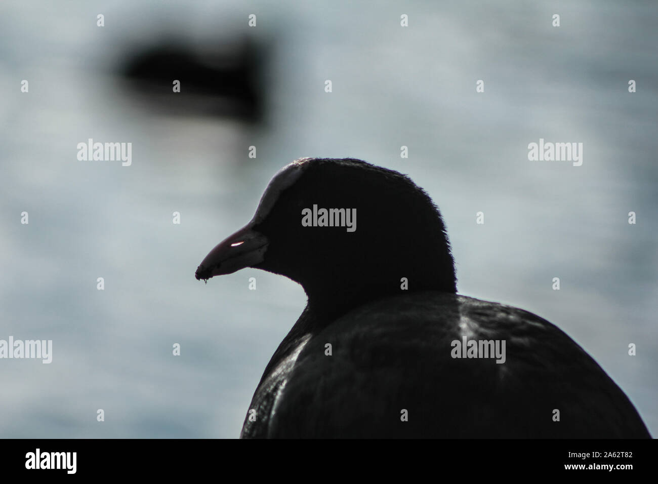 La folaga, fulica atra, nuoto su un laghetto Foto Stock