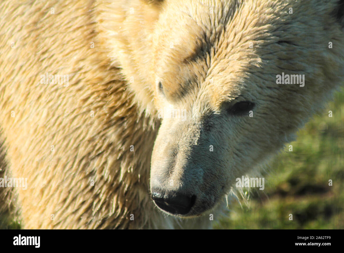 Close up di un orso polare, Ursus maritimus Foto Stock