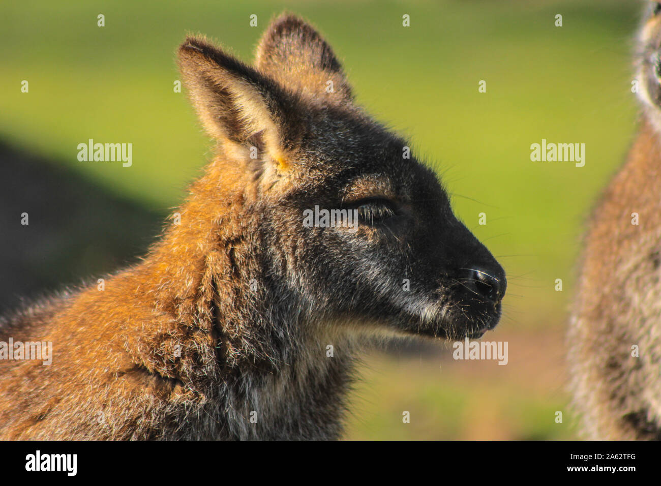 Chiudere da un Bennett (rosso) a collo alto Wallaby - Macropus rufogriseus Foto Stock