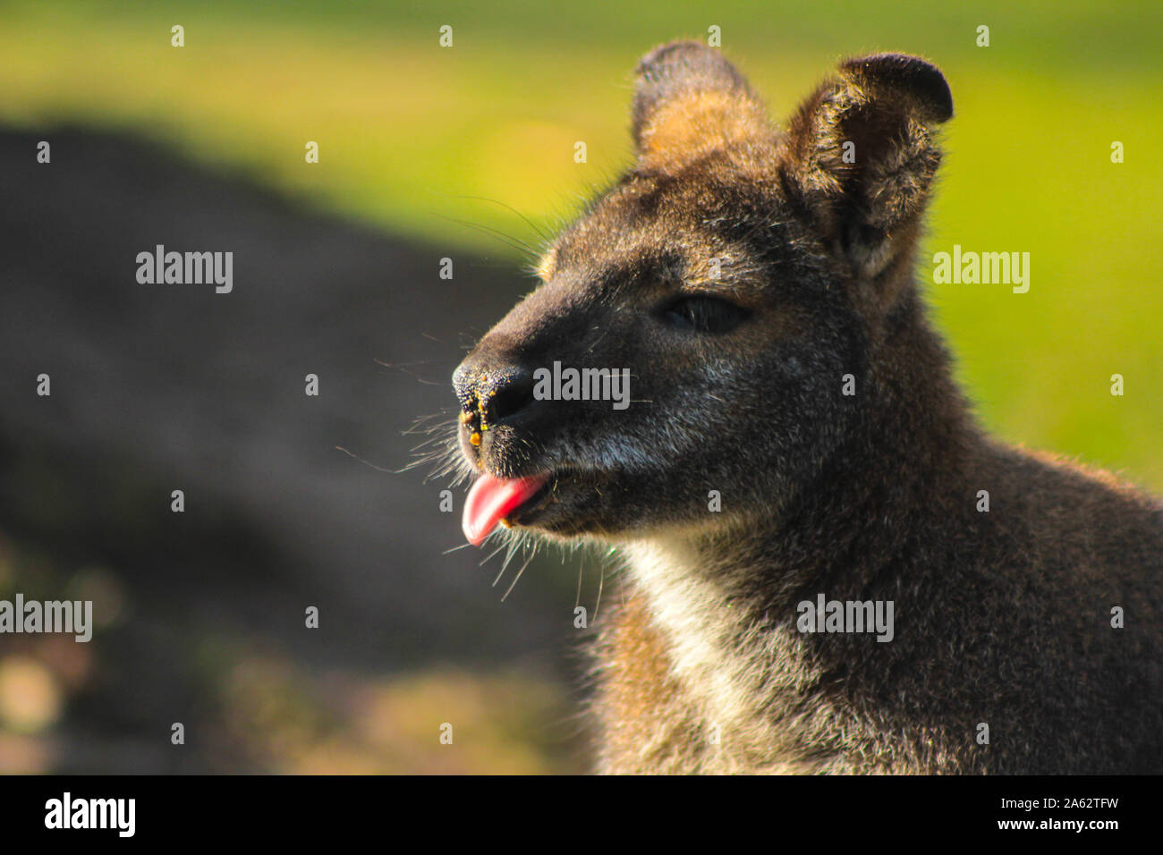 Chiudere da un Bennett (rosso) a collo alto Wallaby - Macropus rufogriseus Foto Stock