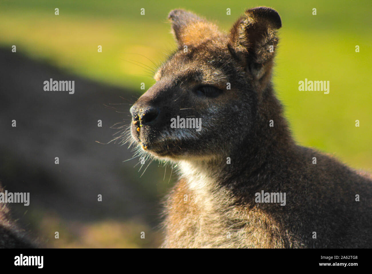 Chiudere da un Bennett (rosso) a collo alto Wallaby - Macropus rufogriseus Foto Stock